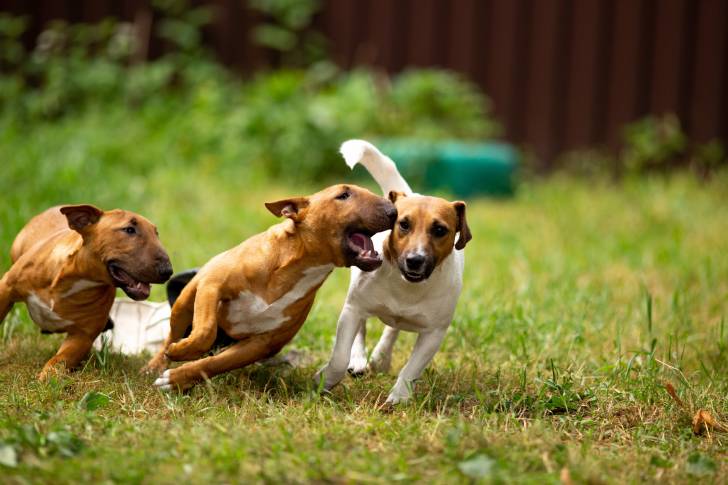 Deux Bull Terriers qui jouent avec un chien d'une autre race
