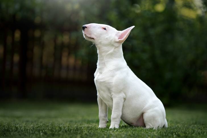 Un Bull Terrier chiot blanc assis dans l'herbe