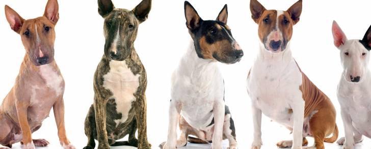 Cinq Bull Terrier avec des pelages différents