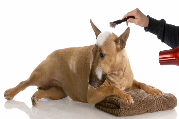 Un Bull Terrier en train d'être shampouiné