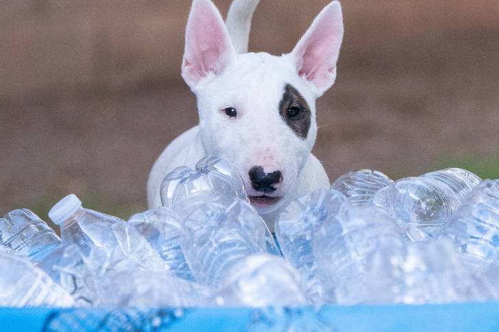 Un Bull Terrier blanc jouant avec des bouteilles d'eau