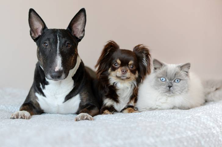 Un Bull Terrier avec un chat blanc et un autre chien