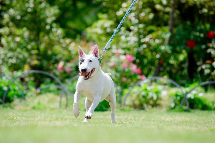 Un Bull Terrier blanc, en laisse, courant dans un parc avec de la végétation en arrière-plan