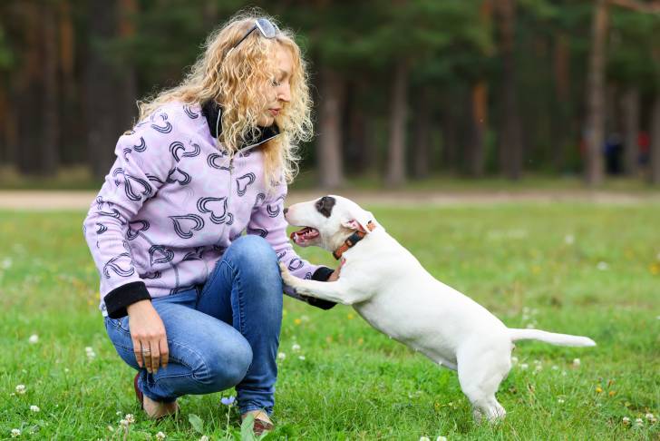 Un chien Bull Terrier blanc, dans un parc avec ses pattes avant sur les cuisses d'une femme accroupie