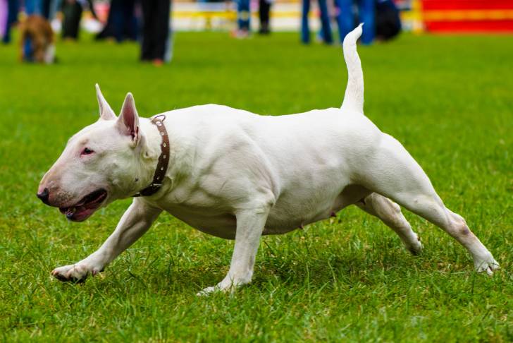 Un chien Bull Terrier blanc se tenant sur du gazon de façon agressive
