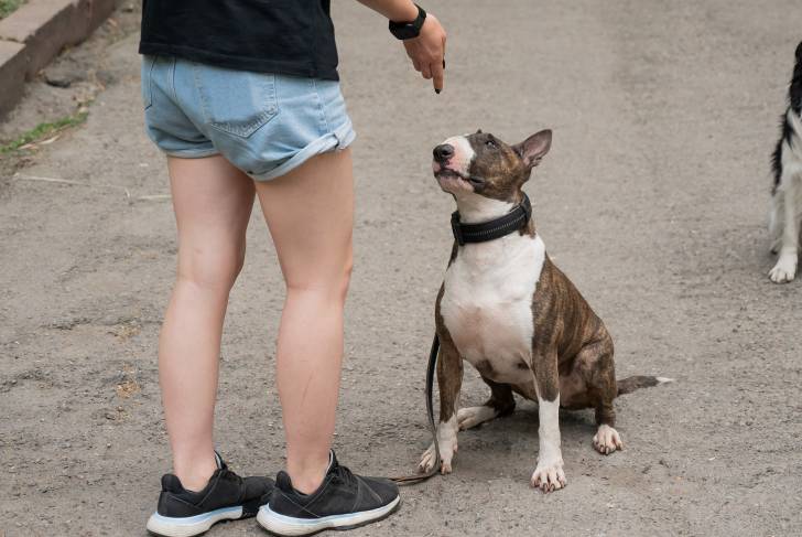 Un chien Bull Terrier assis sur ses pattes arrière sur les ordres de sa maîtresse