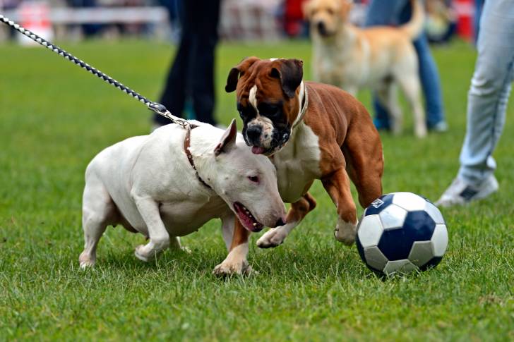 Un chien Bull Terrier tenu en laisse et un Bulldog jouant avec un ballon de foot