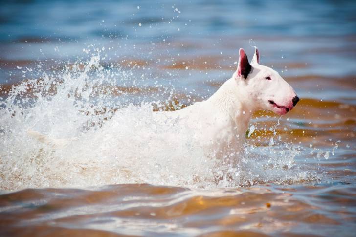 Un chien Bull Terrier blanc nageant dans la mer
