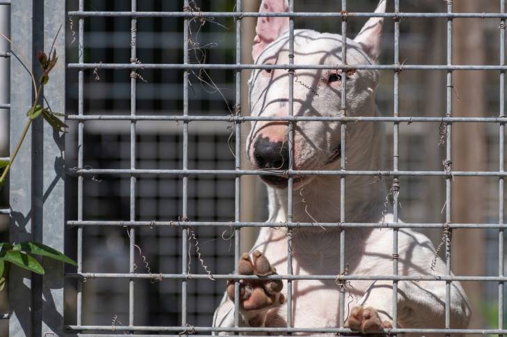 Un Bull Terrier blanc derrière un portail en fer, les pattes avant posées dessus regardant la caméra