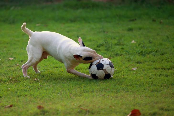 Un Bull Terrier blanc mordant dans un ballon