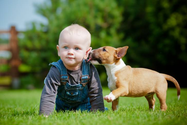 Un chiot Bull Terrier léchant un jeune enfant qui est à quatre pattes