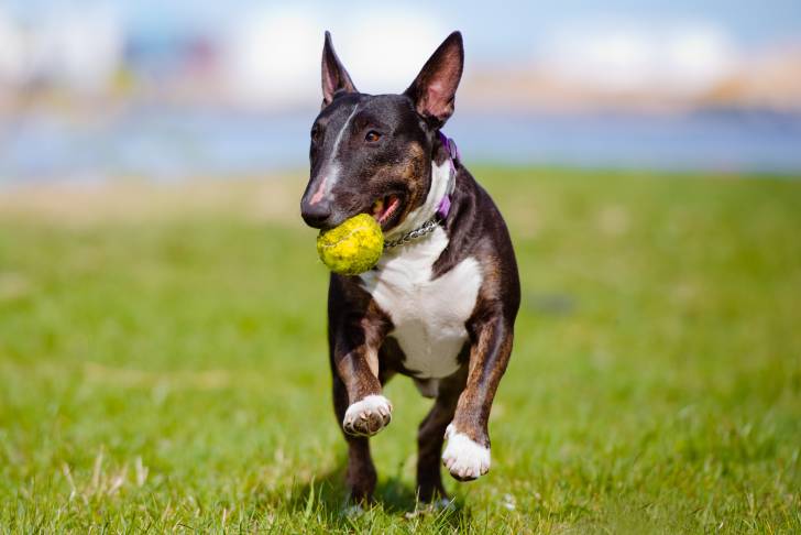 Un chien Bull Terrier au pelage noir courant avec une balle de tennis dans la bouche