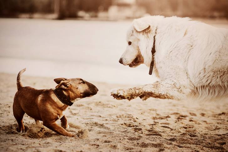 Un chiot Bull Terrier au pelage brun jouant avec un chien au pelage blanc sur du sable