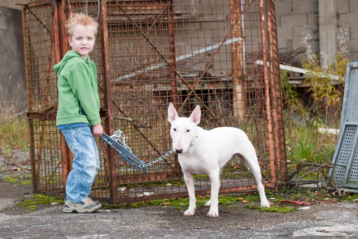 Un Bull Terrier blanc avec une chaîne dans la bouche et un enfant tenant un coupe-boulon la coupant