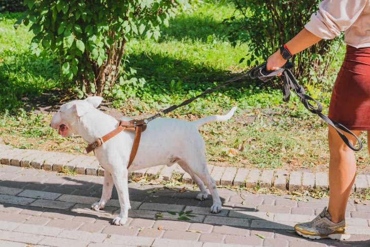 Un chien Bull Terrier blanc tirant sur sa laisse au cours d'une promenade