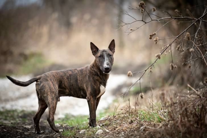 Un chien Bull Terrier au pelage fauve debout dans une forêt