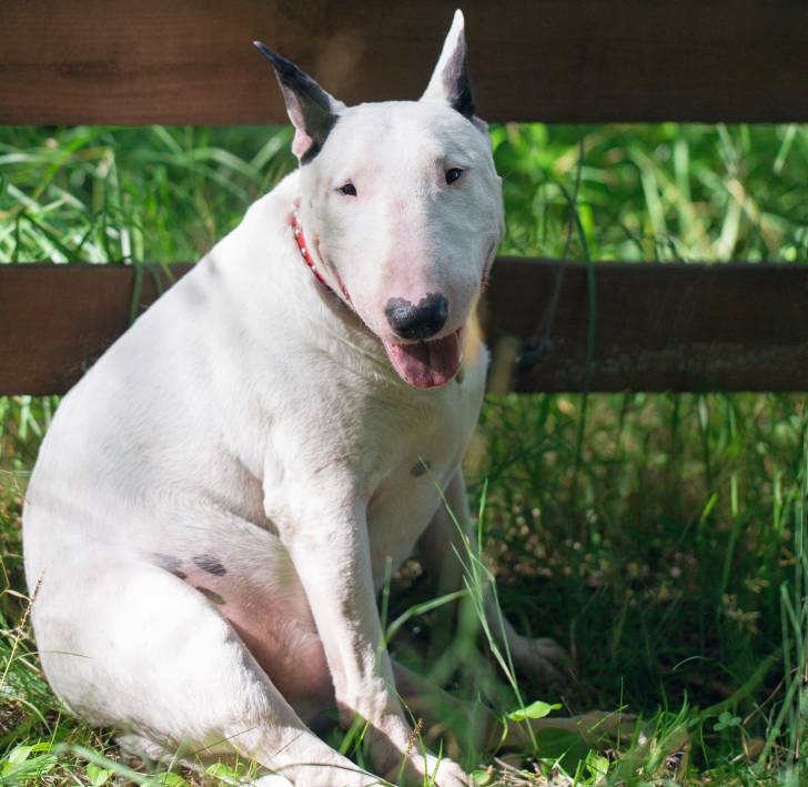 Un Bull terrier blanc obèse assis sur l'herbe 