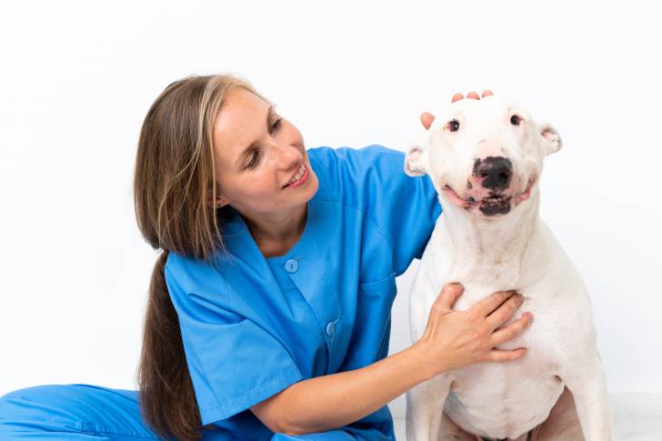 Une vétérinaire en train de s'occuper d'un Bull Terrier blanc