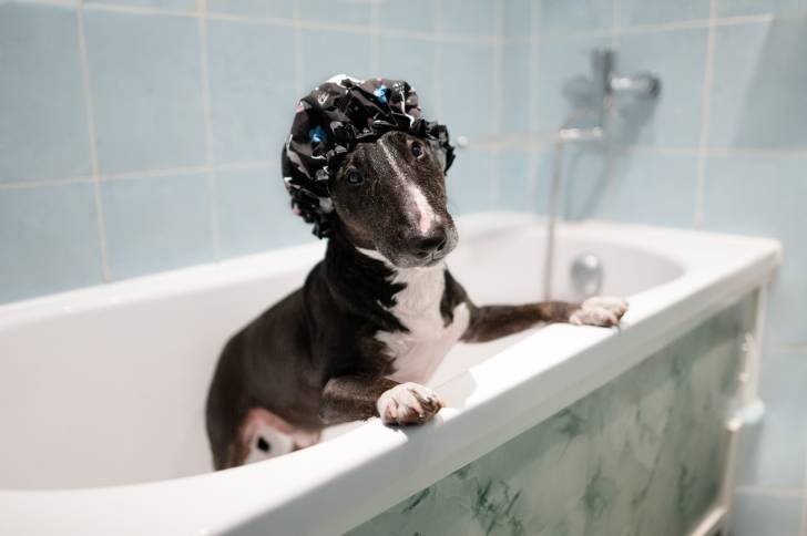 Un Bull Terrier noir dans une baignoire portant un bonnet de bain
