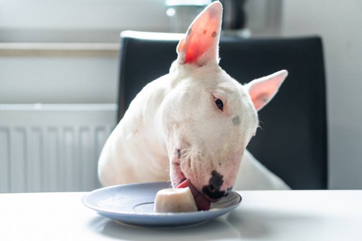 Un Bull Terrier assis sur une chaise et mangeant de la crème glacée dans une assiette