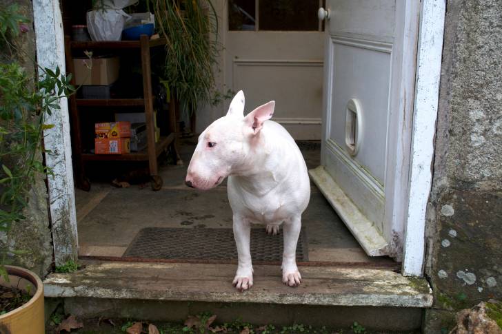 Un Bull Terrier blanc assis sur le perron d'une maison