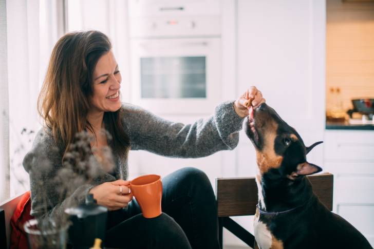Une femme donnant une croquette à un chien Bull Terrier dans le salon de sa maison
