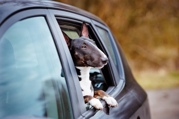 Un Bull Terrier noir dans une voiture avec la fenêtre baissée regardant dehors