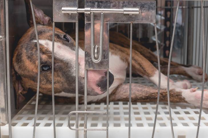 Un Bull Terrier fauve allongé dans une cage 