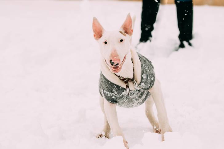Un chien Bull Terrier blanc jouant dans la neige 