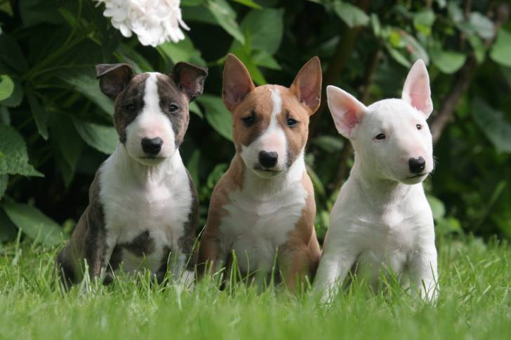 Un trio de chiens Bull Terrier assis côte à côte dans l'herbe