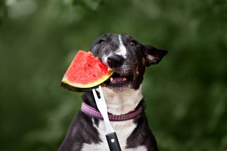 Un Bull Terrier vu de près, en train de croquer dans une tranche de pastèque