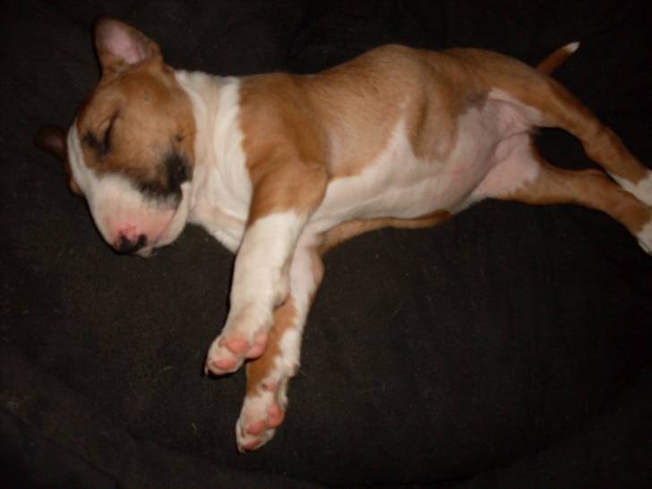 Gloria - Bull Terrier (1 mois)