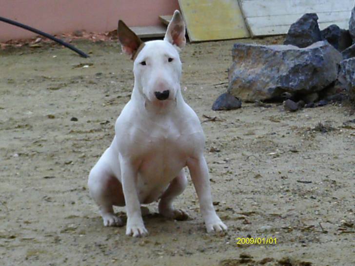 epice - Bull Terrier (3 ans)