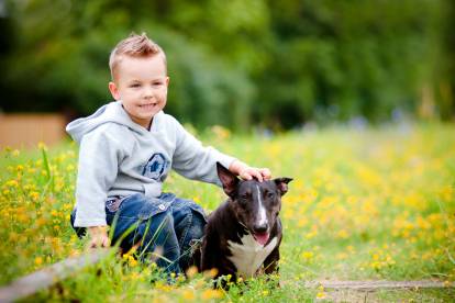 Un Bull Terrier qui se fait caresser par un petit garçon