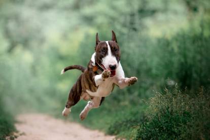 Un Bull Terrier bringé et blanc qui bondit en l'air