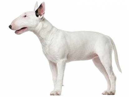 Un Bull Terrier sur fond blanc