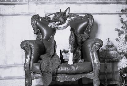 Un chien Bull Terrier assis sur un fauteuil 
