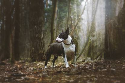 Un Bull Terrier dans une forêt