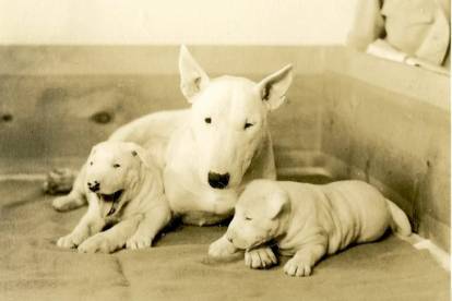 Photo ancienne d'un Bull Terrier et de ses chiots