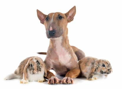 Un Bull Terrier brun en position couchée entre deux lapins