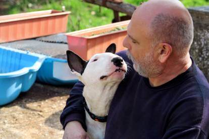 Un Bull Terrier blanc dans les bras d'un homme aux cheveux blancs