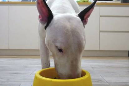 Un Bull Terrier mangeant dans sa gamelle qui est posée sur le sol