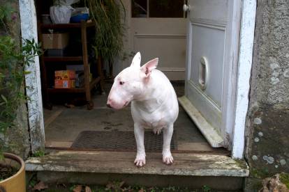 Un Bull Terrier blanc assis sur le perron d'une maison