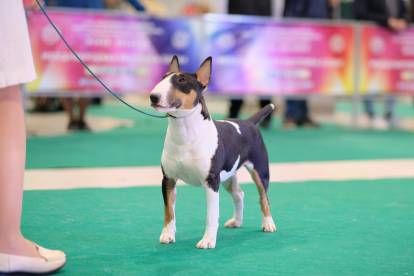 Un Bull Terrier regardant attentivement son maître lors d'une exposition canine