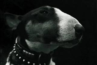 Photo en noir et blanc du Bull Terrier Bullseye du livre « Oliver Twist »