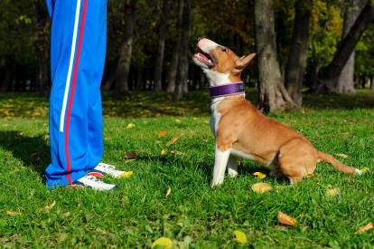 Un Bull Terrier assis sur ses pattes arrière sous les ordres de son maître