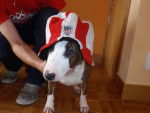 Txeka - Bull Terrier Femelle (6 ans)