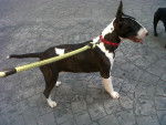 Mini - Bull Terrier Femelle (10 mois)