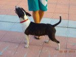 Mini - Bull Terrier Femelle (11 mois)