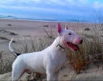 Akiles - Bull Terrier Mâle (3 ans)